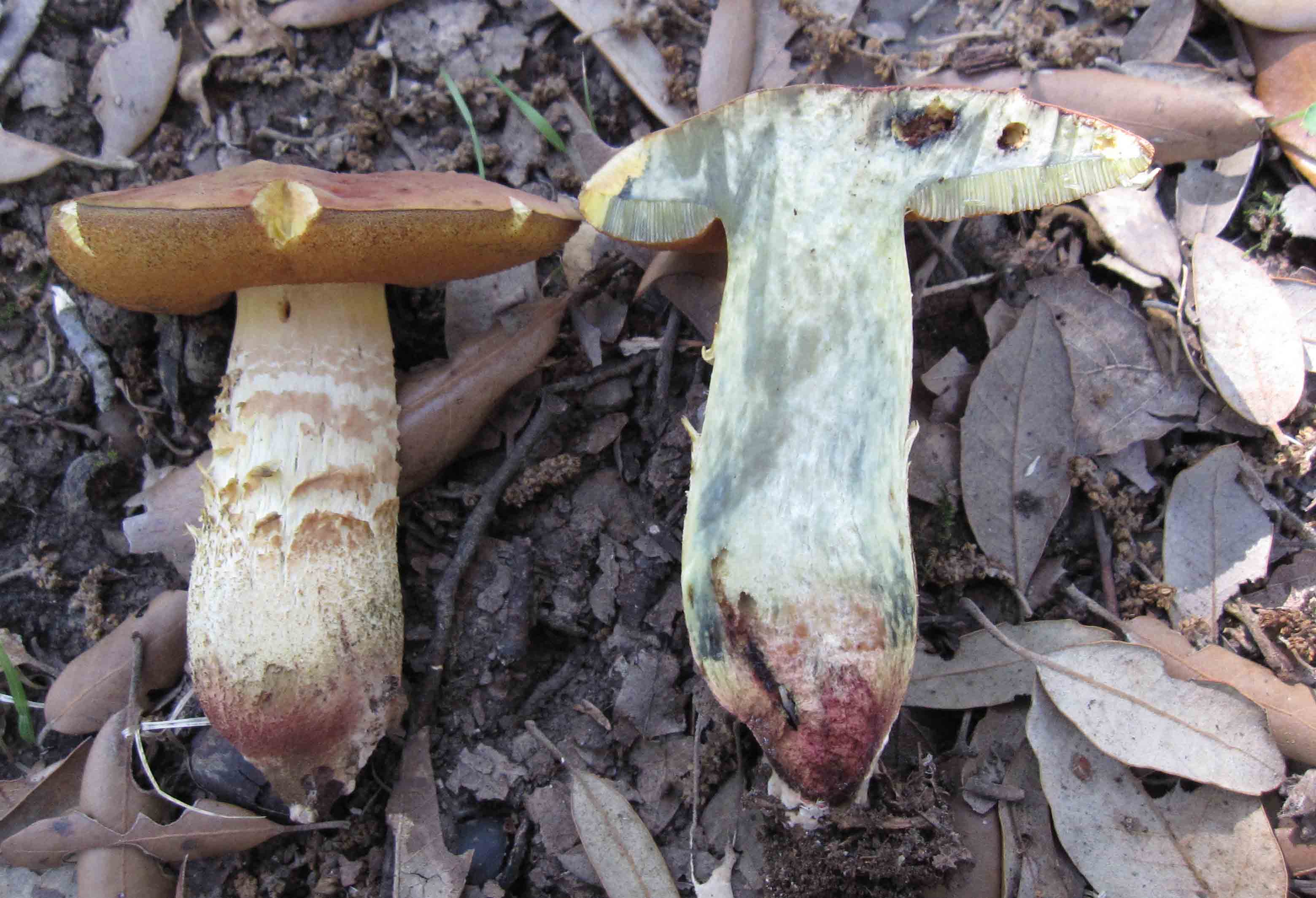 tre boletus